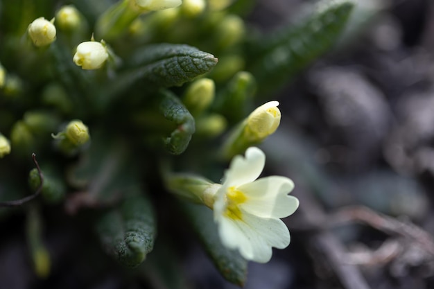 緑の葉のあいだに咲く、白と黄色の小さな花